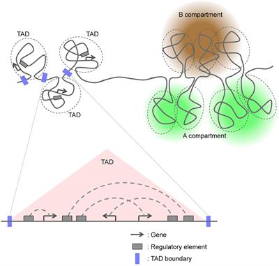 Regulation of Chromatin Structure During Neural Development